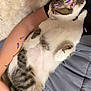 cat, tabby_cat, white_cat, person, arm, blanket, quilt, bed, resting, relaxed, indoor, cuddle, fur, paw, clothing, nail_polish, tattoo, digital_overlay, eggplant_emoji, comfort