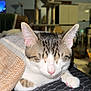 Onyx joined the competition — help win amazing prizes! cat, sleeping, blanket, indoor, cozy, tabby, pet, paw, fur, mammal, resting, home, furniture, cat_tree, pink_nose, whiskers, relaxed, quiet, animal, comfort