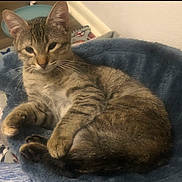 Littles is registered to the contest to win money with this photo: cat, tabby_cat, pet_bed, blue_bed, indoor, relaxed, feline, animal, fur, whiskers, paws, blanket, sports_pattern, floor, food_bowl, cozy, resting, domestic, cute, household