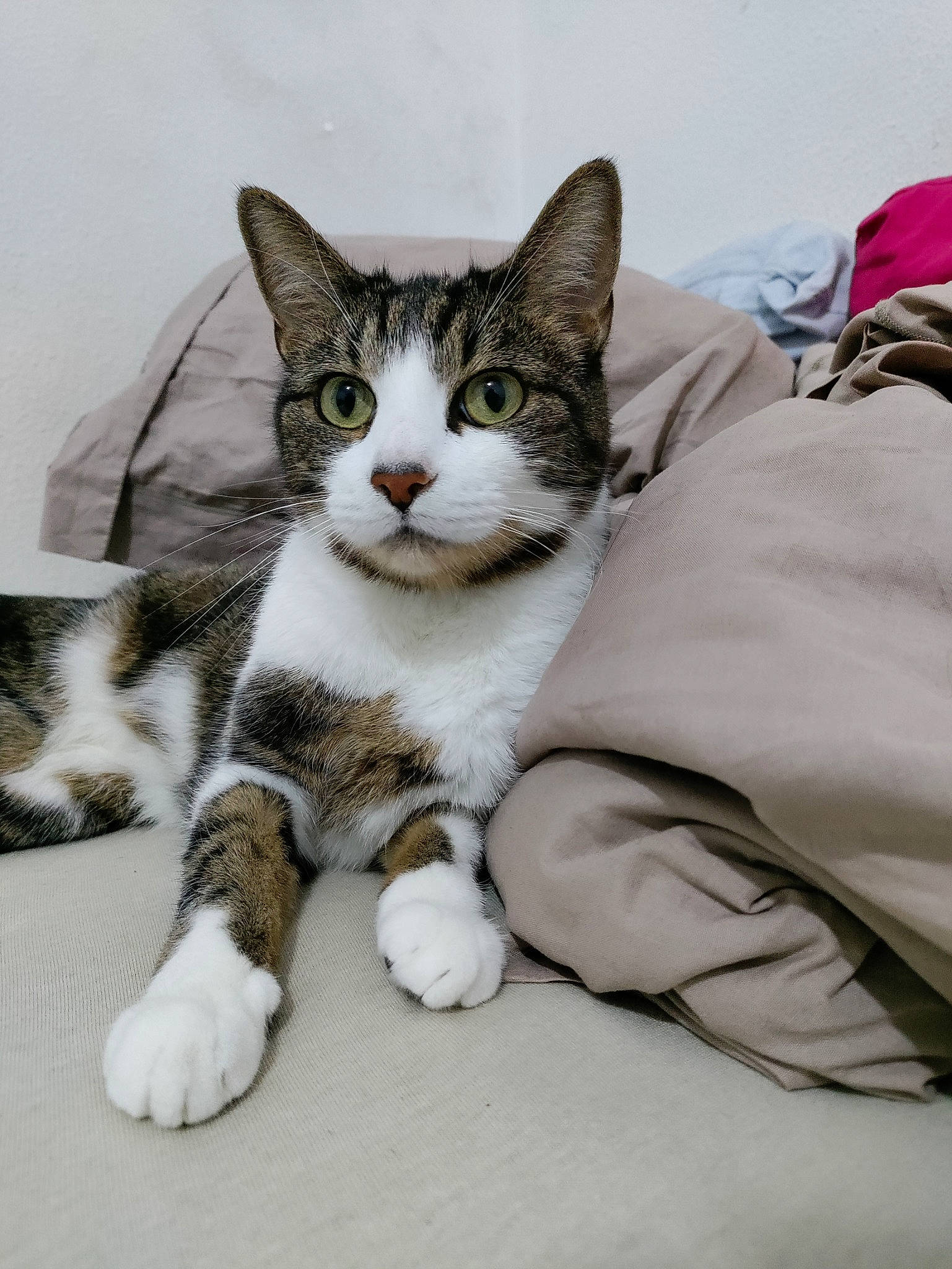 Nestea participe au concours pour gagner de l'argent avec cette photo : carnivore, cat, claw, comfort, domestic_short_haired_cat, felidae, foot, fur, paw, sitting, small_to_medium_sized_cats, snout, terrestrial_animal, whiskers