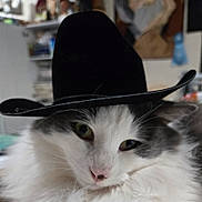 Charlee joined the competition — help win amazing prizes! cat, cowboy_hat, pet, fluffy, indoor, white_fur, gray_fur, animal, cute, face, portrait, relaxed, domestic, feline, nose, whiskers, ears, closeup, hat, soft_lighting