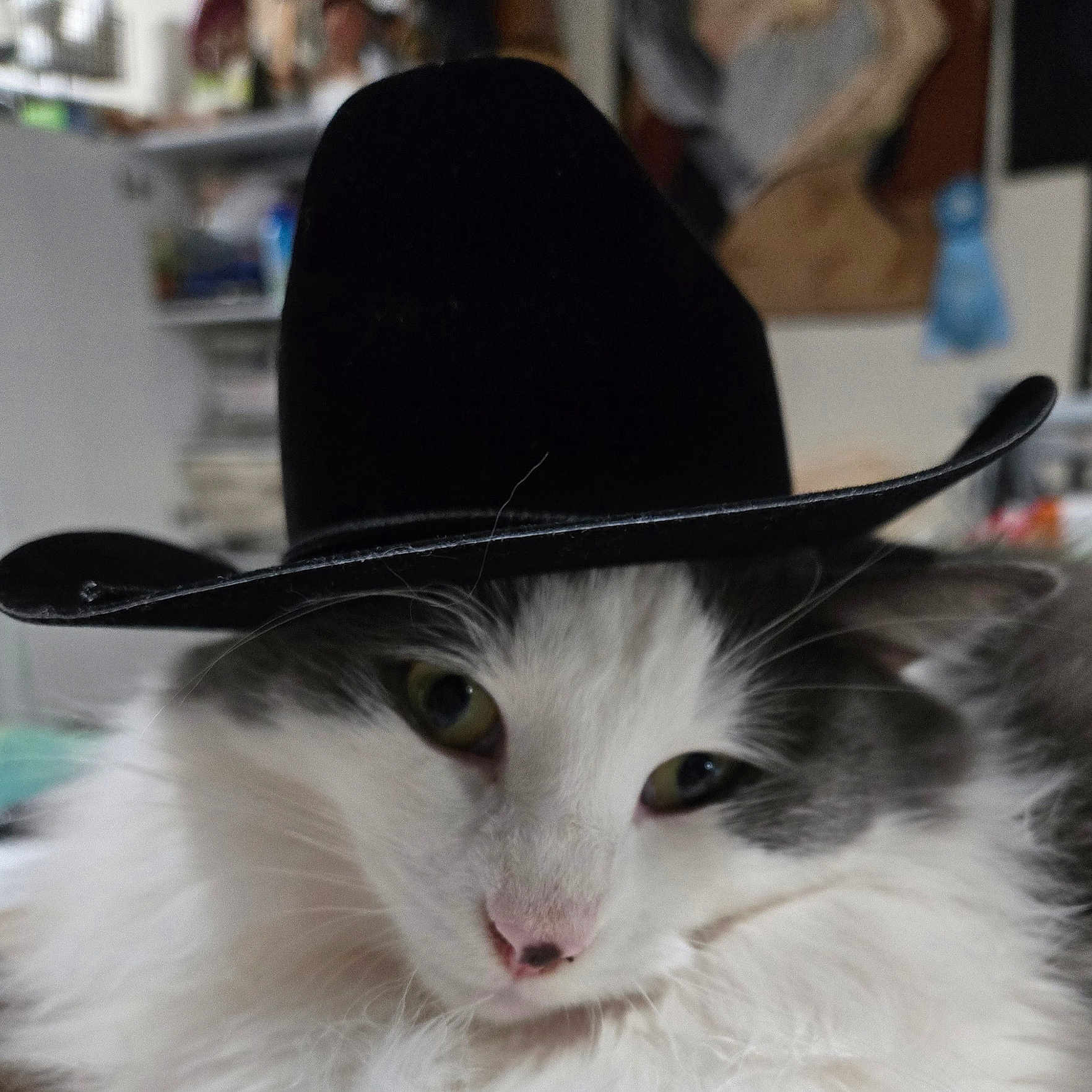 Charlee joined the competition — help win amazing prizes! animal, cat, closeup, cowboy_hat, cute, domestic, ears, face, feline, fluffy, gray_fur, hat, indoor, nose, pet, portrait, relaxed, soft_lighting, whiskers, white_fur