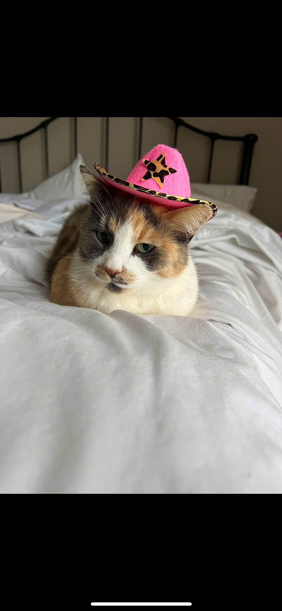 Cami joined the competition — help win amazing prizes! bed, bedding, carnivore, cat, comfort, costume_hat, domestic_short_haired_cat, fashion_accessory, fawn, fedora, felidae, formal_wear, fur, hat, linens, nap, sitting, small_to_medium_sized_cats, sun_hat, whiskers