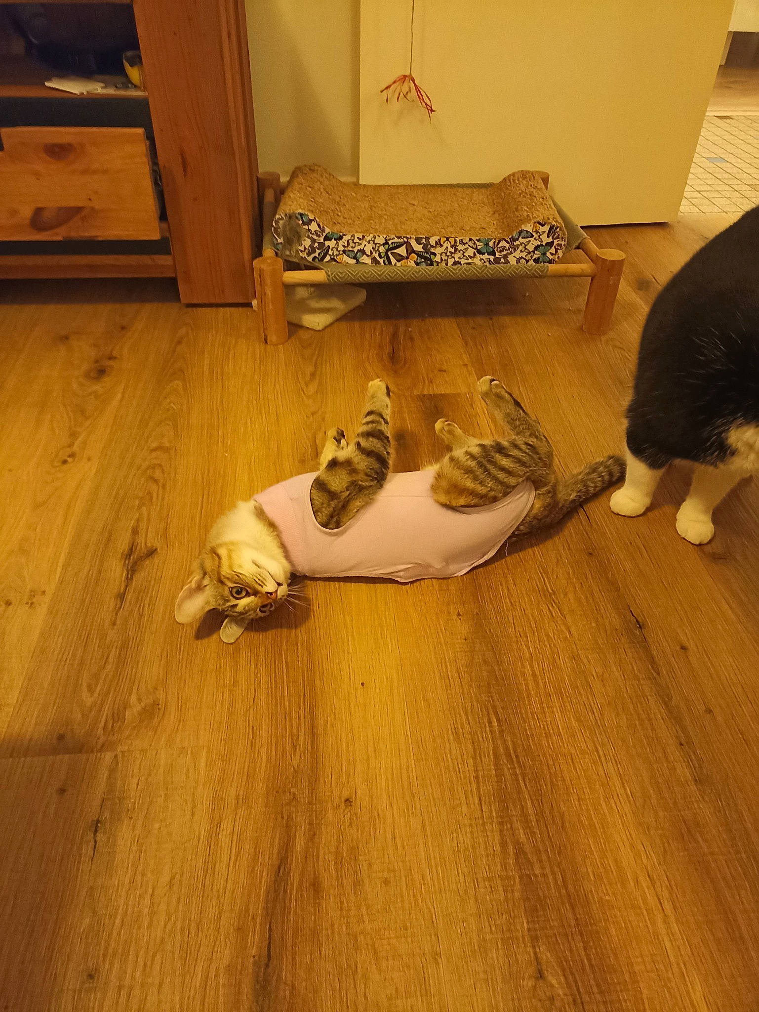 Uguette a rejoint le concours — aidez-le/la à gagner de superbes lots ! carnivore, cat, comfort, companion_dog, dog_breed, fawn, felidae, flooring, foot, fur, hardwood, human_leg, laminate_flooring, small_to_medium_sized_cats, tail, varnish, whiskers, wood, wood_flooring, wood_stain