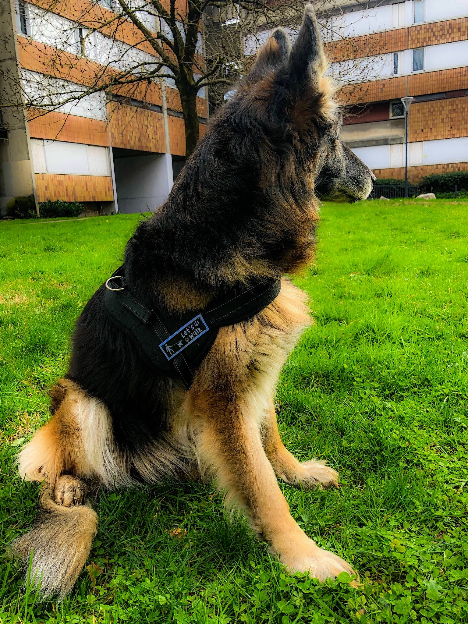 Saskya a rejoint le concours — aidez-le/la à gagner de superbes lots ! canidae, carnivore, collar, dog, dog_breed, fur, german_shepherd_dog, grass, herding_dog, king_shepherd, lawn, mammal, old_german_shepherd_dog, snout, sporting_group, tail, vertebrate, working_animal, working_dog, yard