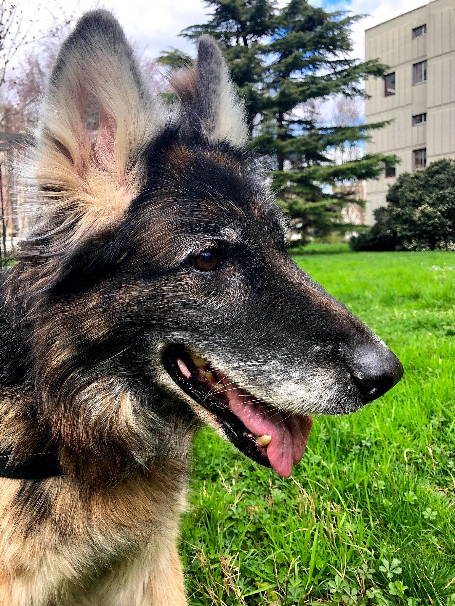 Saskya participe au concours pour gagner de l'argent avec cette photo : canidae, carnivore, dog, dog_breed, fur, german_shepherd_dog, grass, guard_dog, herding_dog, king_shepherd, old_german_shepherd_dog, organ, police_dog, shiloh_shepherd_dog, snout, sporting_group, tongue, tooth, working_animal, working_dog