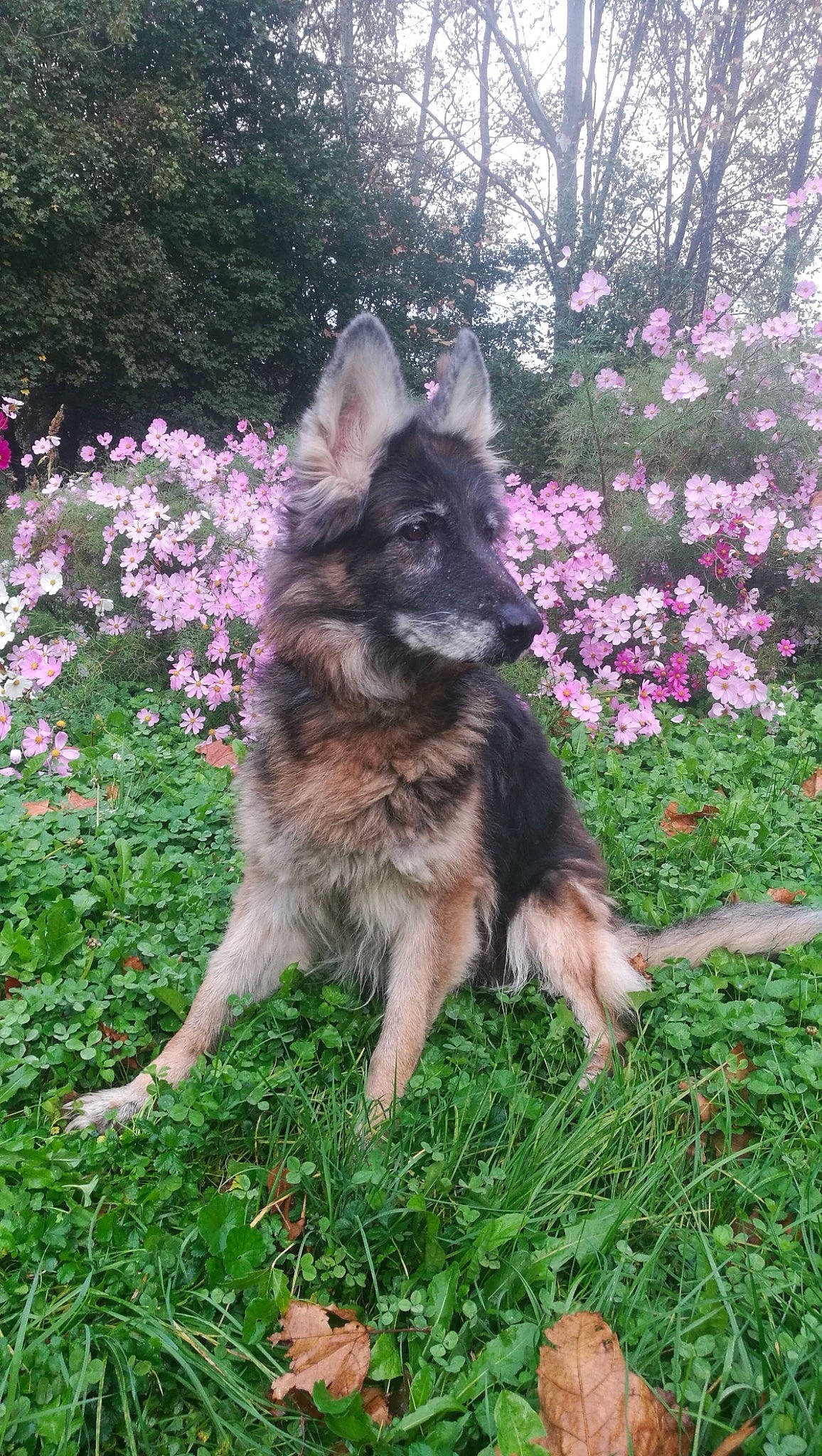 Saskya a rejoint le concours — aidez-le/la à gagner de superbes lots ! annual_plant, blossom, canidae, carnivore, dog, dog_breed, foot, garden, german_shepherd_dog, grass, groundcover, herding_dog, king_shepherd, lawn, old_german_shepherd_dog, petal, shrub, spring, subshrub, working_animal