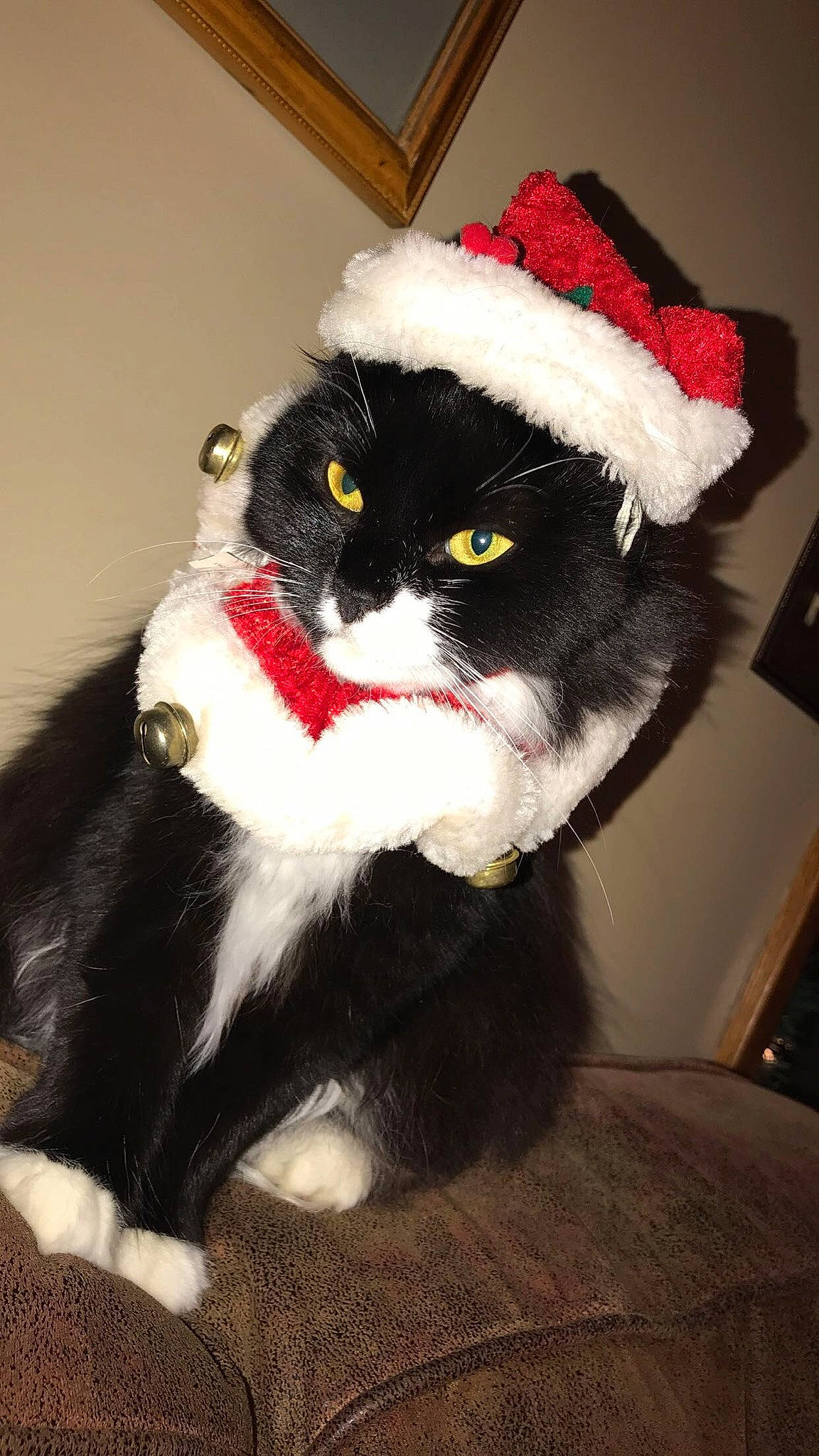 Barley is registered to the contest to win money with this photo: carnivore, cat, christmas, collar, costume, costume_hat, domestic_short_haired_cat, event, felidae, fur, fur_clothing, hat, holiday, mammal, moustache, small_to_medium_sized_cats, snout, tail, vertebrate, whiskers