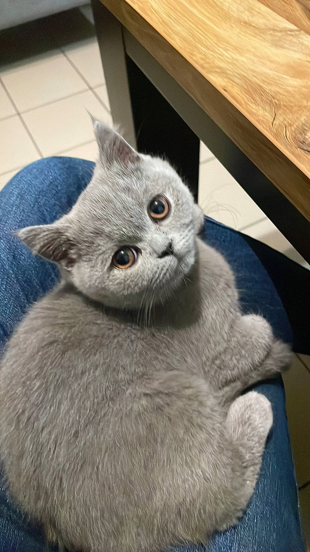 Baby Blue participe au concours pour gagner de l'argent avec cette photo : carnivore, cat, comfort, domestic_short_haired_cat, felidae, fur, grey, hardwood, paw, plank, russian_blue, small_to_medium_sized_cats, snout, tail, terrestrial_animal, whiskers, window, wood, wood_stain