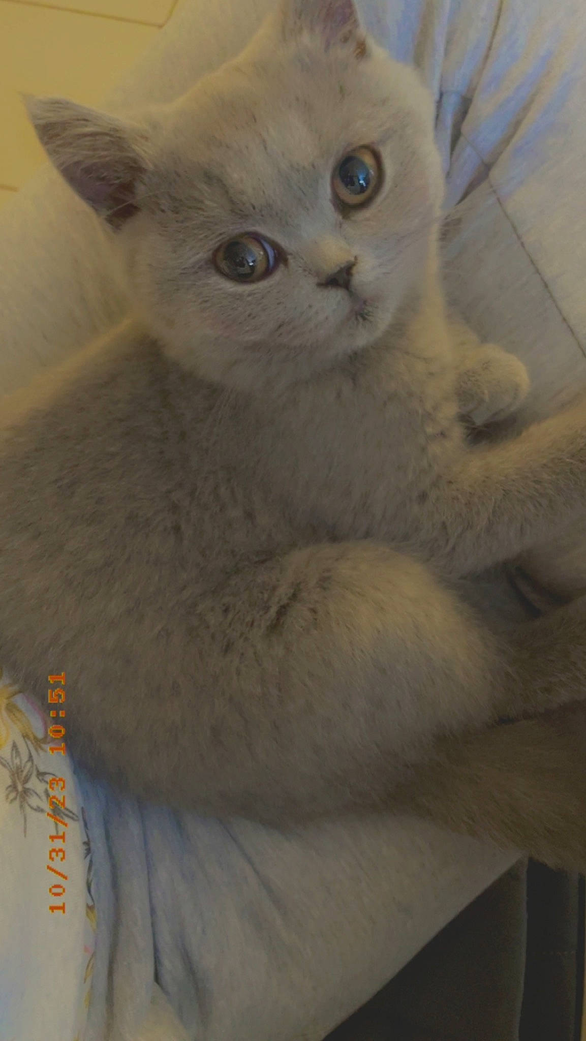 Baby Blue a rejoint le concours — aidez-le/la à gagner de superbes lots ! carnivore, cat, comfort, domestic_short_haired_cat, fawn, felidae, fur, paw, small_to_medium_sized_cats, snout, tail, terrestrial_animal, whiskers