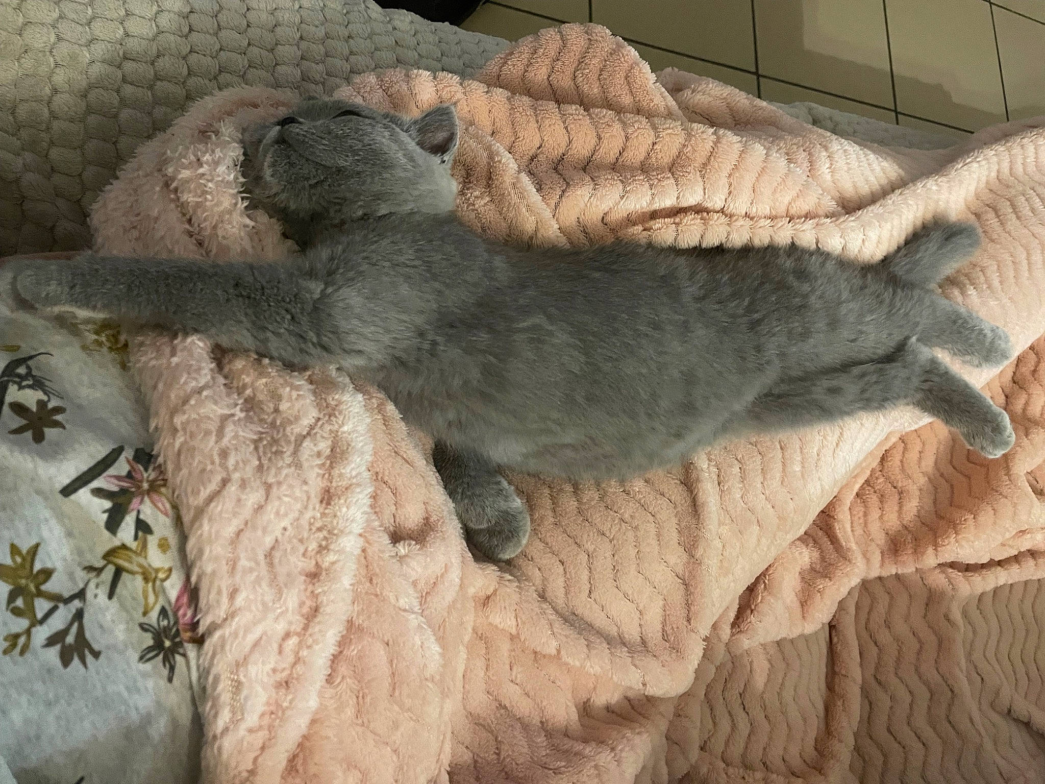 Baby Blue a rejoint le concours — aidez-le/la à gagner de superbes lots ! canidae, carnivore, comfort, companion_dog, couch, dog, dog_breed, domestic_short_haired_cat, fawn, felidae, fur, grey, nap, small_to_medium_sized_cats, snout, sporting_group, tail, terrestrial_animal, whiskers, wood