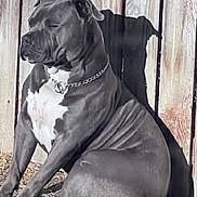 Blue joined the competition — help win amazing prizes! dog, sitting, outdoor, wooden_fence, shadow, muscular, chain_collar, calm, sunlight, pet, animal, close_eyes, brown, white_chest, fur, relaxed, daylight, nature, portrait, peaceful
