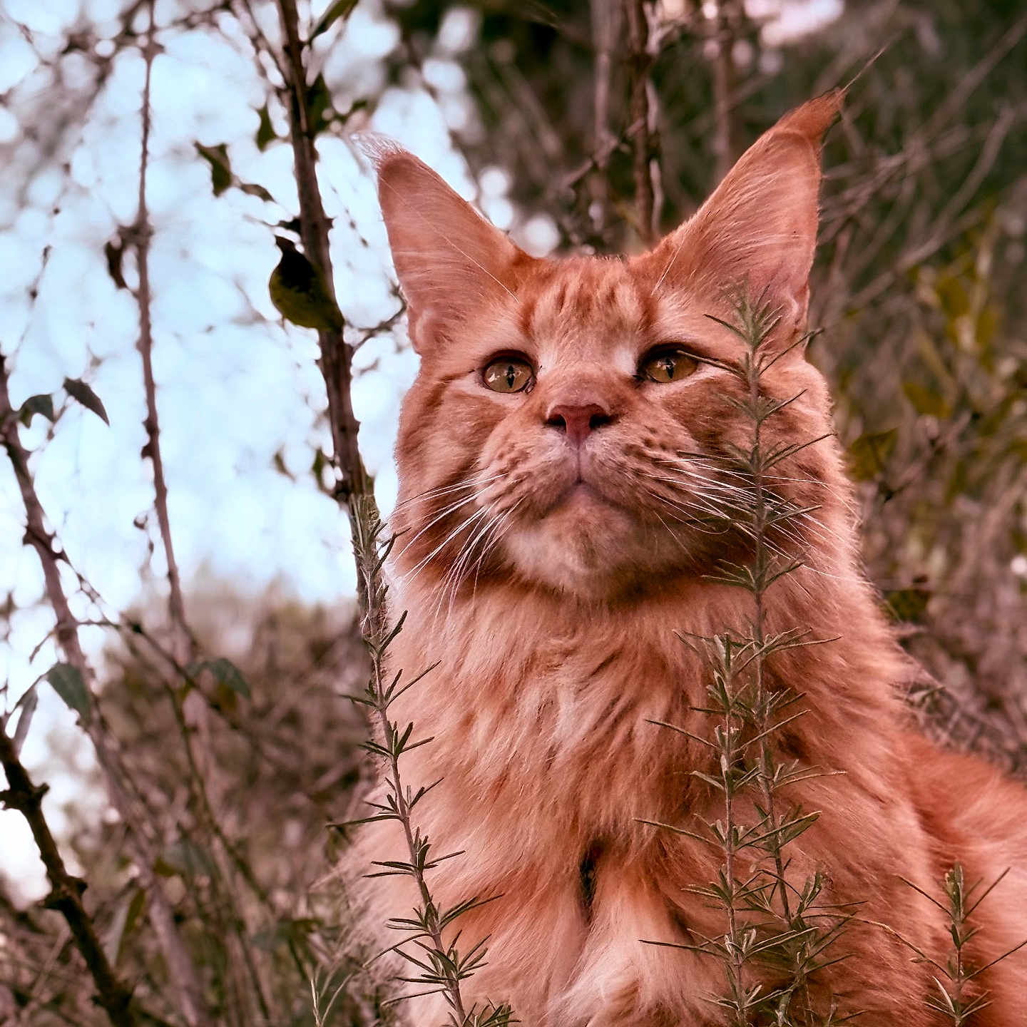 Draken a rejoint le concours — aidez-le/la à gagner de superbes lots ! abyssinian, angora, animal, bird, bodypart, cat, face, grass, head, kitten, lion, manx, mouth, person, pet, plant, reed, tree, vegetation, wood