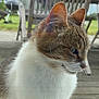 animal, blurred_background, cat, close_up, contemplative, daylight, ear, fur, glass, grill, indoor, outdoor_furniture, pet, quiet, side_view, tabby, whiskers, white_fur, window, wood