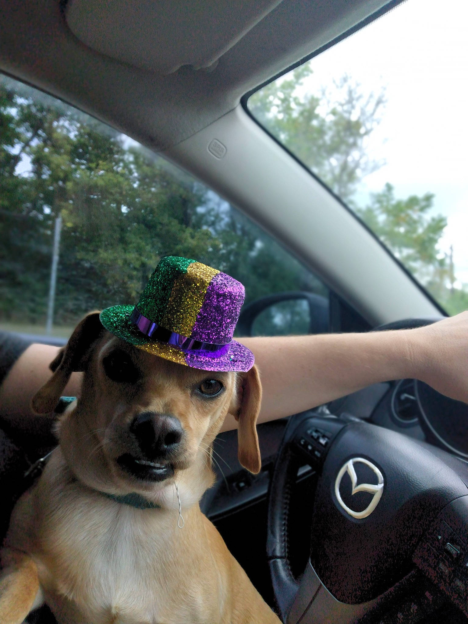 Paco joined the competition — help win amazing prizes! auto_part, automotive_design, automotive_exterior, automotive_lighting, automotive_mirror, car, carnivore, companion_dog, dog, fawn, hat, hood, motor_vehicle, plant, snout, steering_wheel, sunglasses, tree, vehicle, vehicle_door