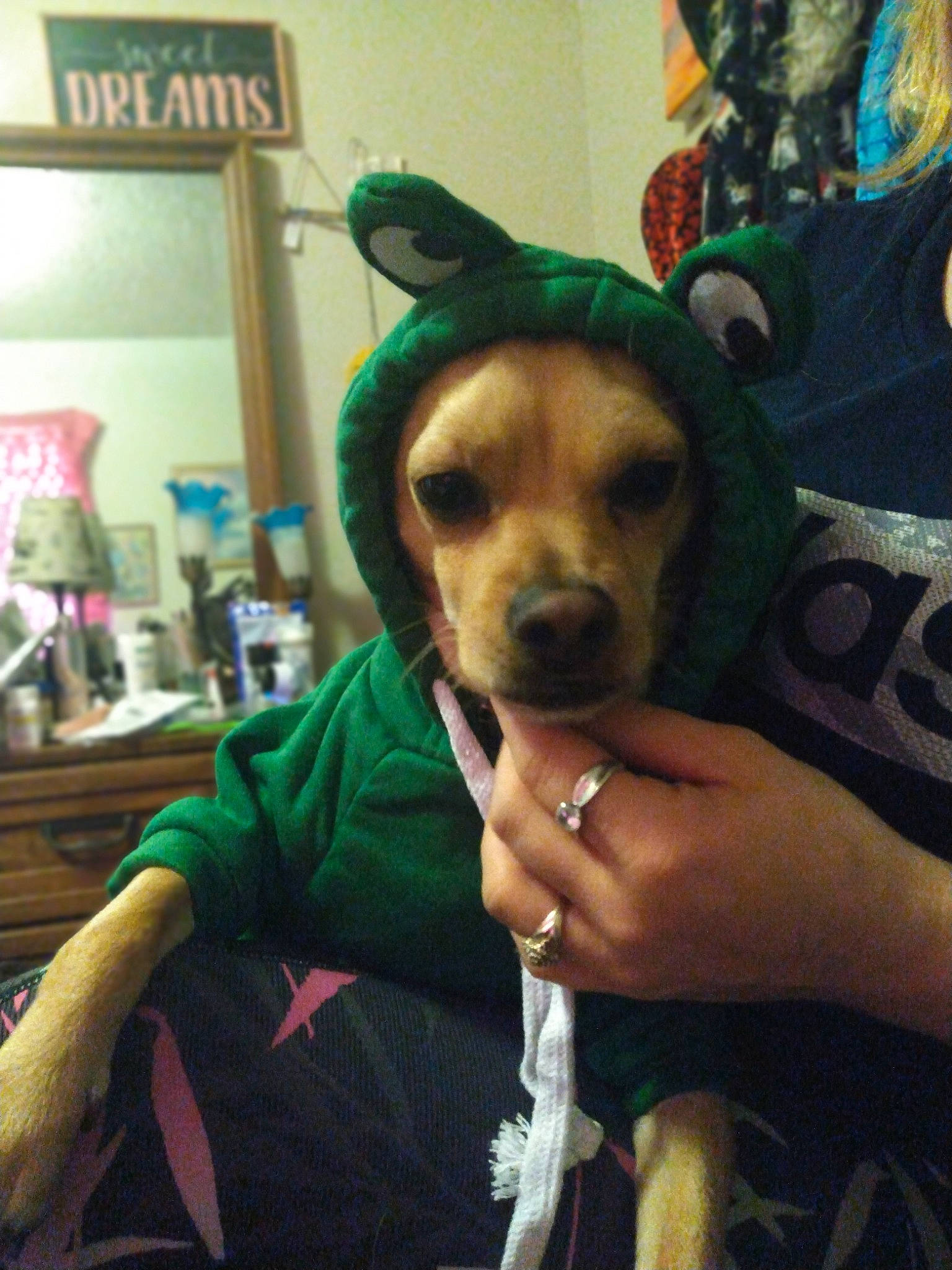 Paco is registered to the contest to win money with this photo: canidae, carnivore, chair, companion_dog, dog, dog_breed, ear, eyewear, fawn, fun, fur, hat, personal_protective_equipment, selfie, snout, sporting_group, toy, toy_dog, whiskers, working_animal