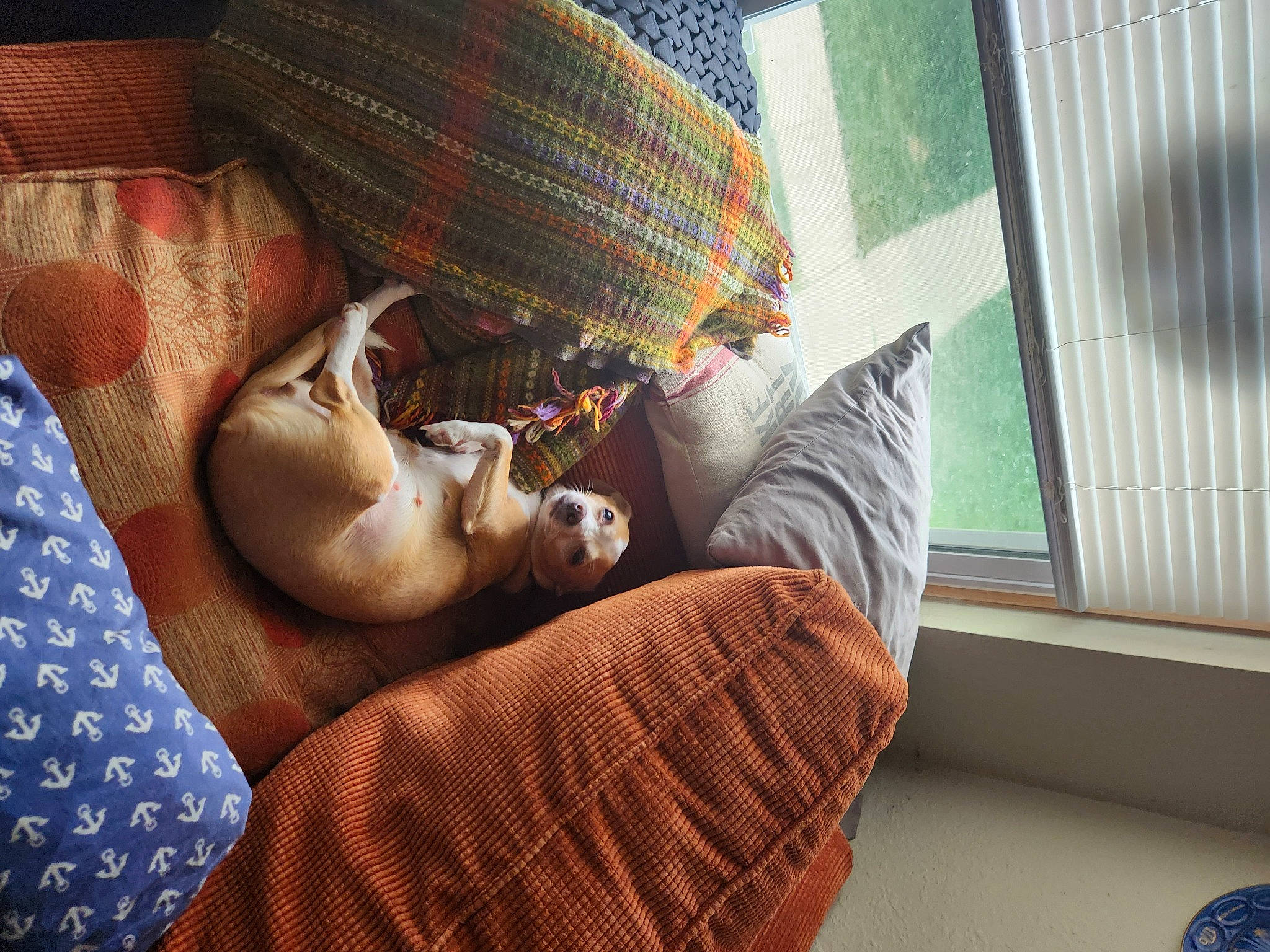 Tinkerbell joined the competition — help win amazing prizes! comfort, companion_dog, couch, eyewear, fawn, flooring, foot, fun, human_leg, knee, leg, linens, pattern, plaid, room, sitting, textile, thigh, tints_and_shades, wood