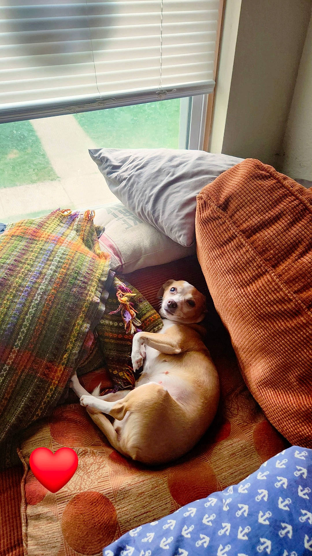 Tinkerbell is registered to the contest to win money with this photo: carmine, carnivore, comfort, companion_dog, couch, dog, dog_breed, fawn, flooring, fur, linens, living_room, pattern, plaid, room, sporting_group, tartan, textile, toy, wood