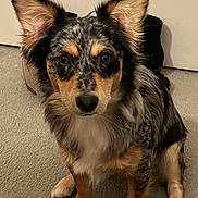 Sally joined the competition — help win amazing prizes! alert, animal, black, brown, carpet, dog, door, fluffy, front_facing, fur, home, indoors, large_ears, pet, pointed_ears, portrait, puppy, sitting, tri_color, white