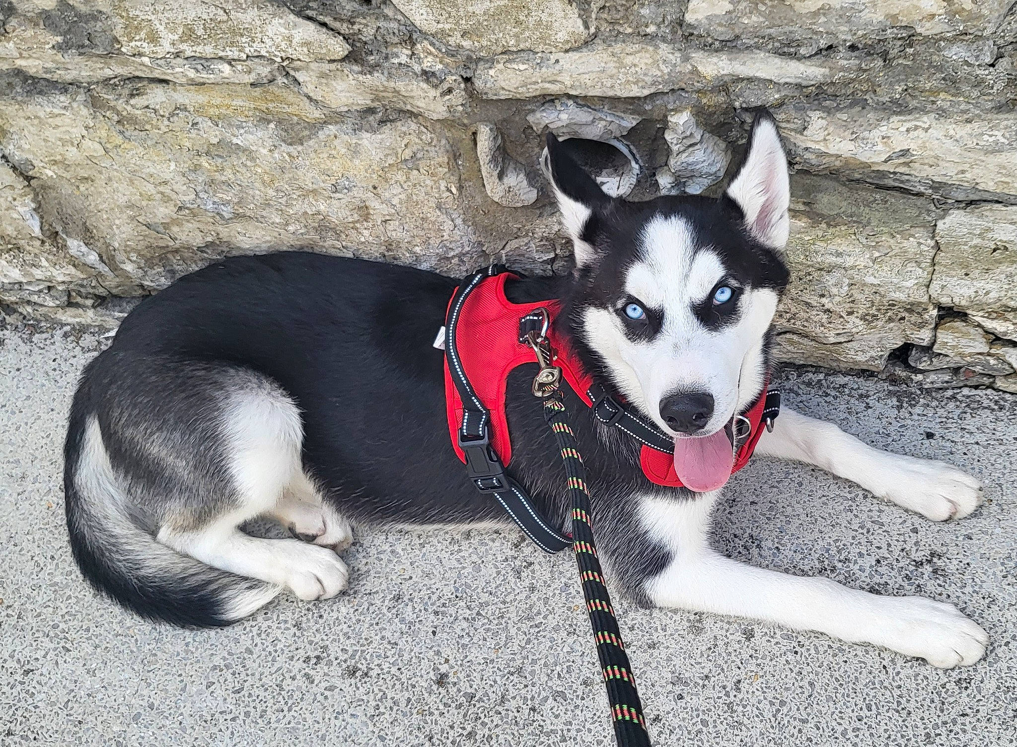 Hiro a rejoint le concours — aidez-le/la à gagner de superbes lots ! canidae, carmine, carnivore, collar, companion_dog, dog, dog_breed, dog_collar, dog_supply, fashion_accessory, herding_dog, leash, non_sporting_group, recreation, snout, sporting_group, tail, terrestrial_animal, working_animal, working_dog