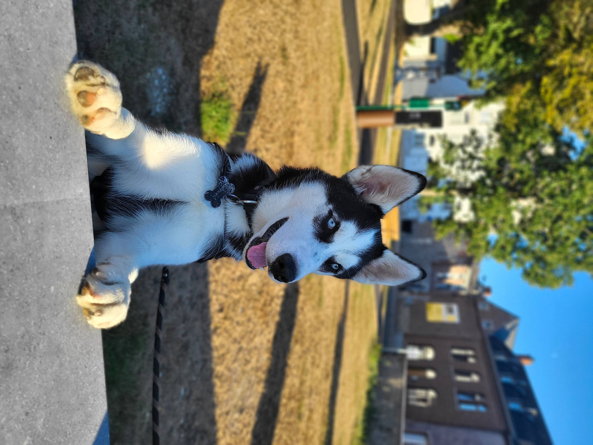 Hiro participe au concours pour gagner de l'argent avec cette photo : art, building, carmine, carnivore, city, companion_dog, dalmatian, dog, dog_breed, fawn, fur, grass, leisure, plant, sky, snout, sporting_group, street, tree, window