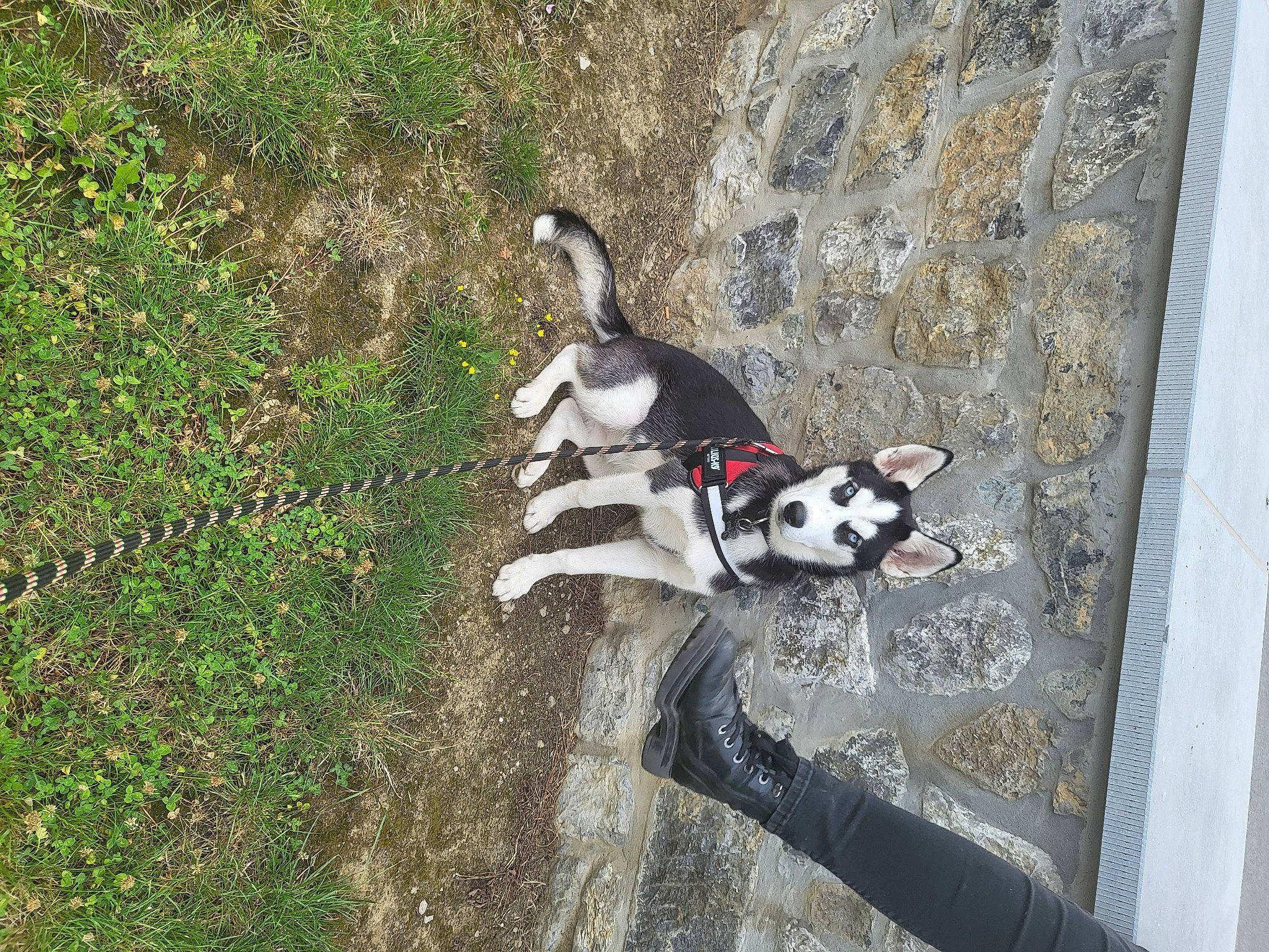 Hiro participe au concours pour gagner de l'argent avec cette photo : adventure, canidae, carmine, carnivore, dog, dog_breed, dog_hiking, dog_supply, grass, groundcover, leash, non_sporting_group, plant, recreation, shadow, soil, sporting_group, tail