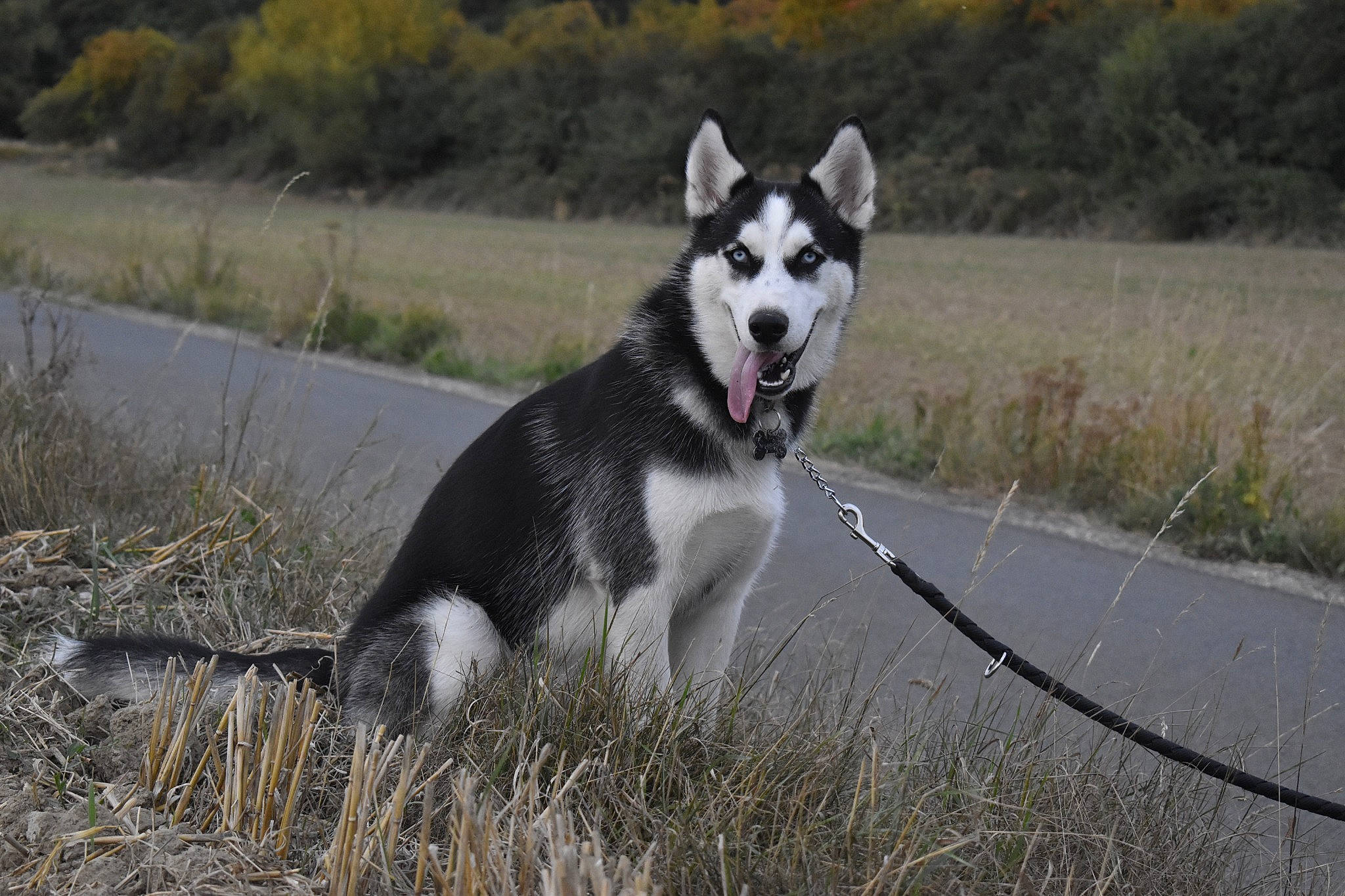 Hiro a rejoint le concours — aidez-le/la à gagner de superbes lots ! adventure, canidae, carnivore, collar, dog, dog_breed, dog_hiking, grass, leash, pack_animal, plant, recreation, sled_dog, sporting_group, tail, terrestrial_animal, tree, wildlife, working_animal, working_dog
