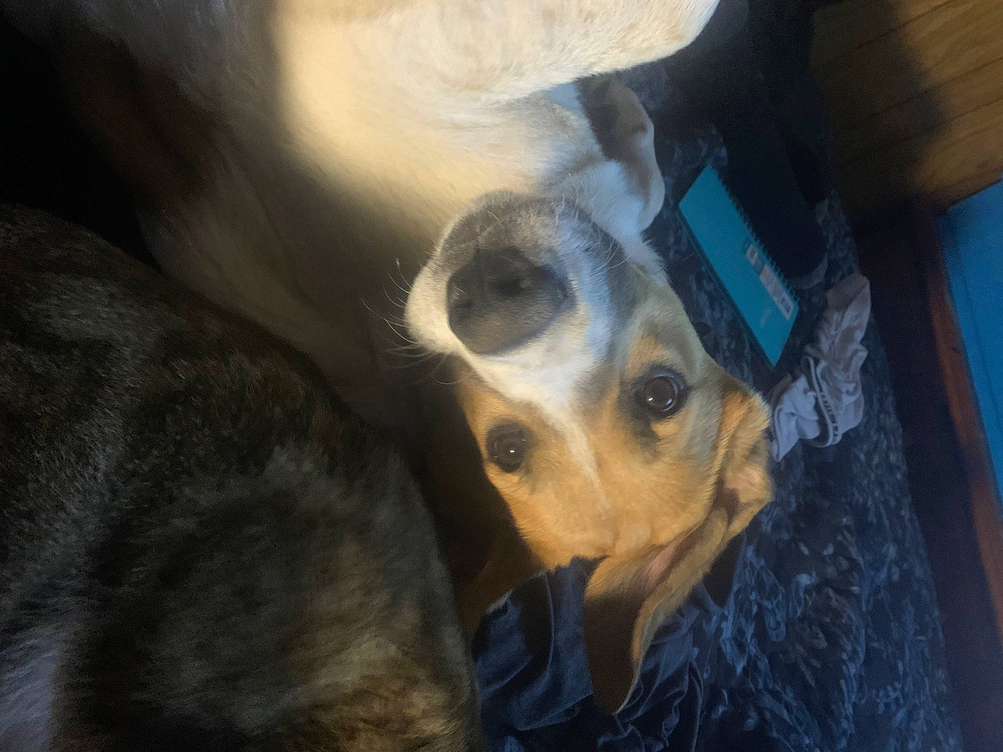 Duke is registered to the contest to win money with this photo: canidae, carnivore, dog_breed, ear, eye, fawn, nose, snout