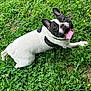 dog, french_bulldog, grass, tongue_out, playful, pet, outdoor, greenery, happy, animal, nature, canine, summer, closeup, lying_down, black_and_white, collar, flower, sunlight, cute