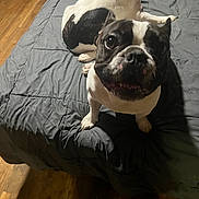Cooter is registered to the contest to win money with this photo: dog, french_bulldog, bed, blanket, indoor, wooden_floor, black_and_white, pet, animal, curious, lying_down, canine, companion, fur, cute, domestic, looking_at_camera, floor, two_dogs, resting