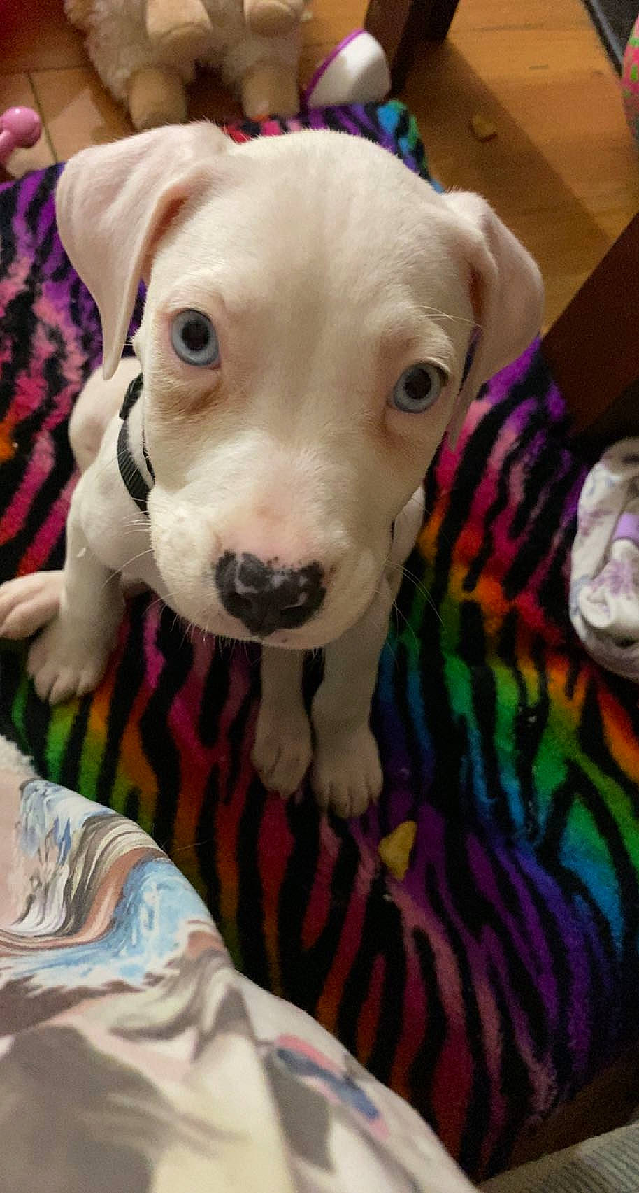 Creed is registered to the contest to win money with this photo: canidae, carnivore, collar, comfort, companion_dog, couch, dog, dog_breed, dog_collar, dog_supply, ear, eye, fawn, fur, pet_supply, snout, sporting_group, toy_dog, whiskers, working_animal