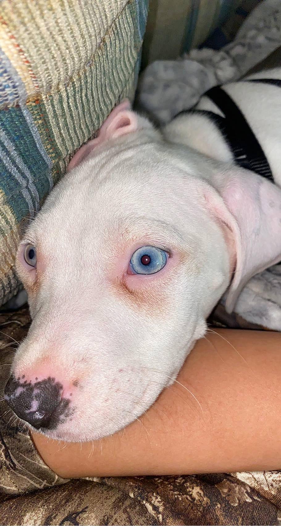 Creed joined the competition — help win amazing prizes! canidae, carnivore, close_up, companion_dog, dog, dog_breed, dogo_argentino, domestic_pig, fawn, flesh, livestock, non_sporting_group, snout, sporting_group, suidae, terrestrial_animal, whiskers, working_animal, wrinkle