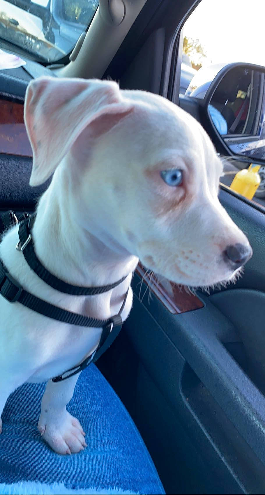 Creed is registered to the contest to win money with this photo: canidae, car, carnivore, collar, companion_dog, dog, dog_breed, dog_collar, electric_blue, fawn, gun_dog, non_sporting_group, pet_supply, snout, sporting_group, vehicle, vehicle_door, wheel, whiskers, working_animal