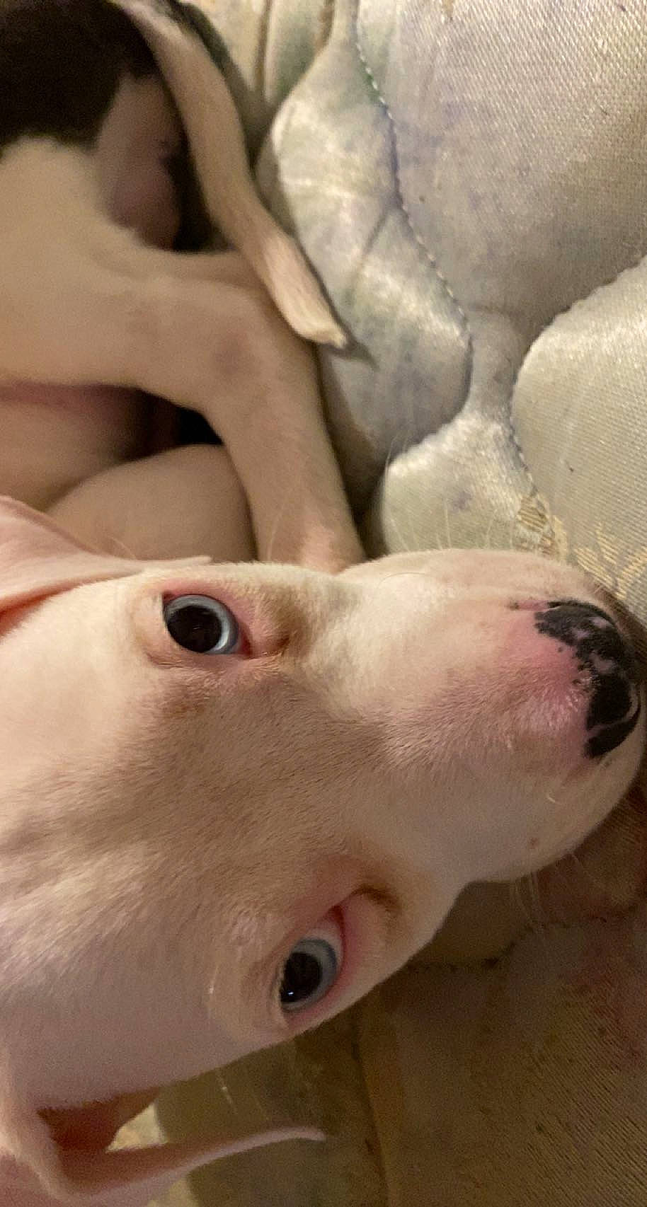 Creed joined the competition — help win amazing prizes! canidae, carnivore, close_up, comfort, companion_dog, dog, dog_breed, ear, eyelash, fawn, flesh, jaw, no_expression, nose, snout, sporting_group, throat, whiskers, white, working_animal