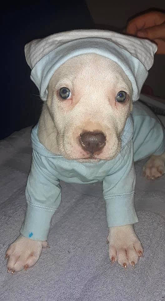 Faith is registered to the contest to win money with this photo: canidae, carnivore, companion_dog, dog, dog_breed, dog_clothes, fawn, flooring, non_sporting_group, sleeve, snout, sporting_group, terrestrial_animal, working_animal, wrinkle