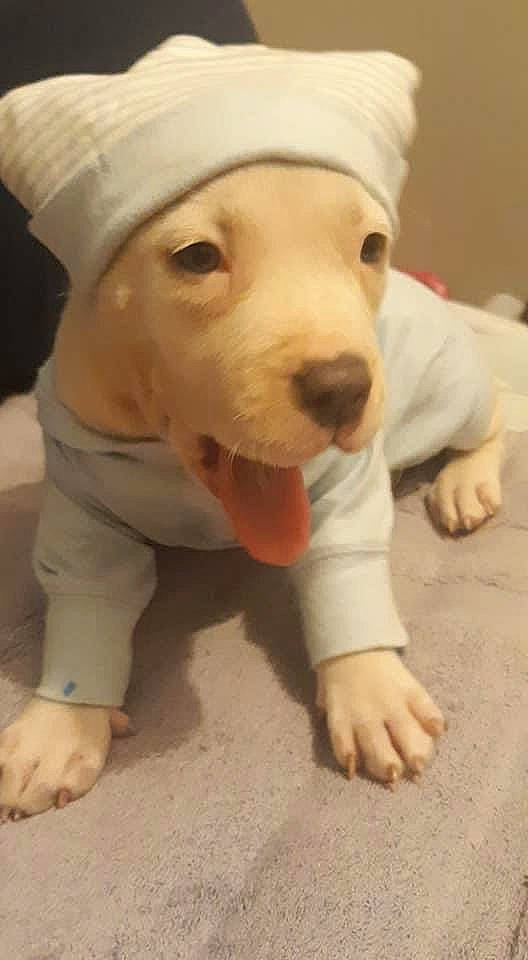 Faith is registered to the contest to win money with this photo: canidae, carnivore, comfort, companion_dog, dog, dog_breed, dog_supply, fawn, flooring, foot, fur, hardwood, non_sporting_group, nose, pet_supply, snout, sporting_group, working_animal