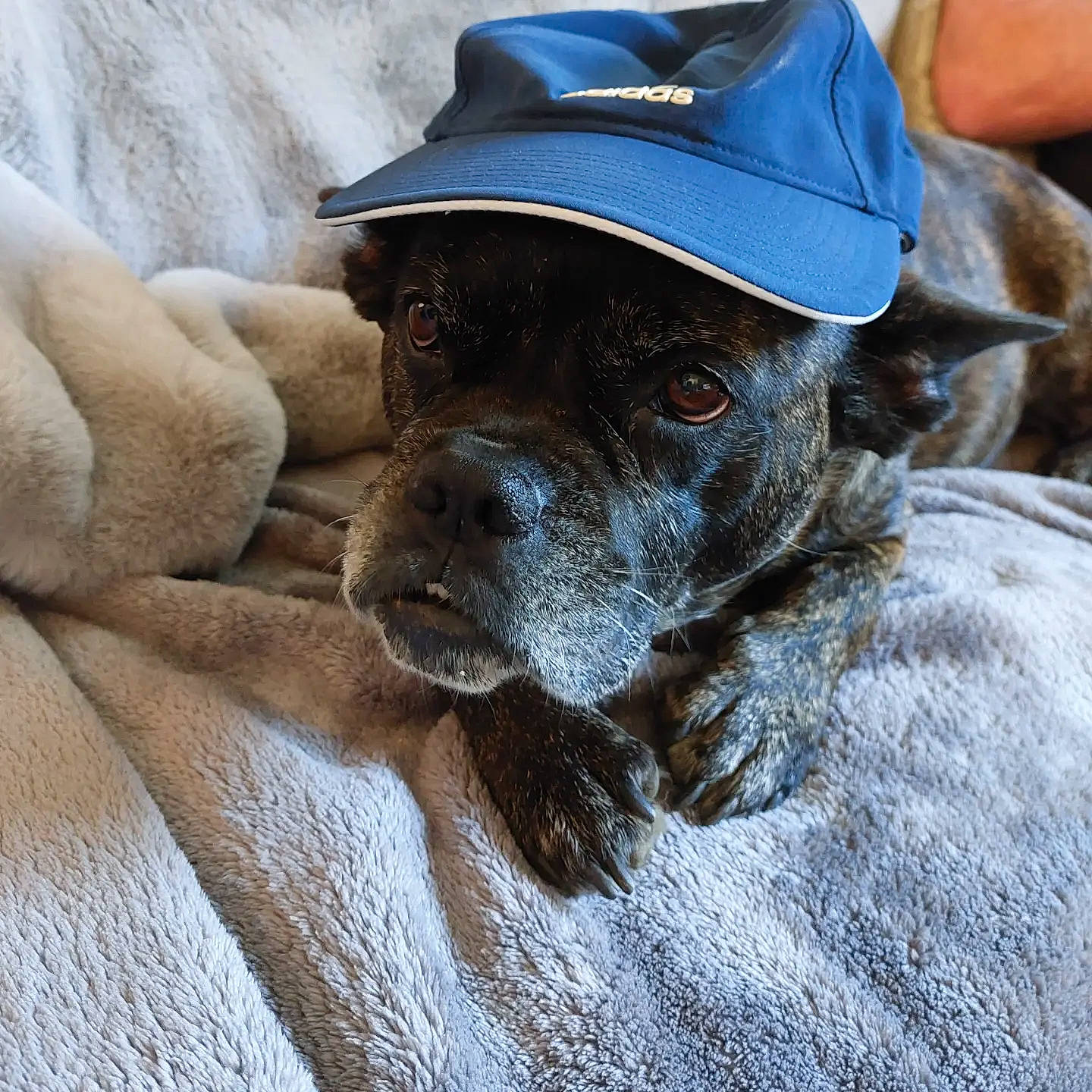 Maïka participe au concours pour gagner de l'argent avec cette photo : baseball_cap, canidae, cap, carnivore, collar, comfort, companion_dog, dog, dog_breed, dog_collar, fashion_accessory, fawn, fedora, fur, hat, snout, sporting_group, sun_hat, whiskers, working_animal