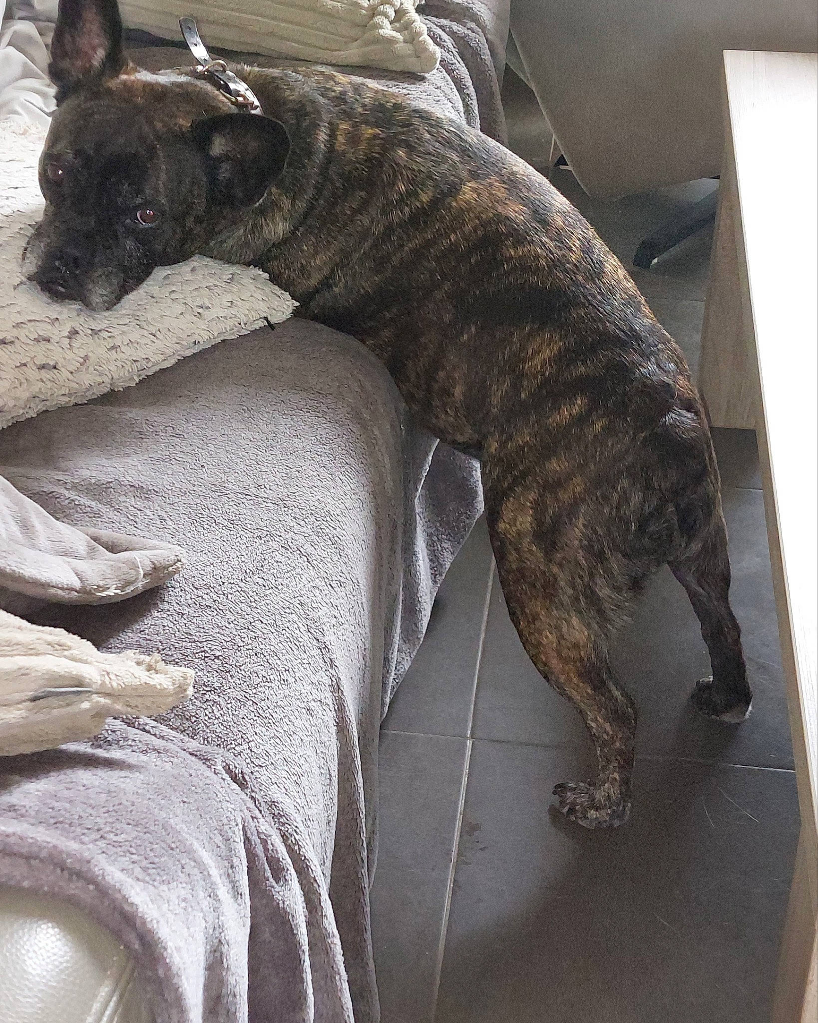 Maïka a rejoint le concours — aidez-le/la à gagner de superbes lots ! canidae, carnivore, collar, comfort, companion_dog, dog, dog_breed, fawn, felidae, fur, grey, guard_dog, mammal, snout, sporting_group, tail, terrestrial_animal, treeing_tennessee_brindle, whiskers, working_animal