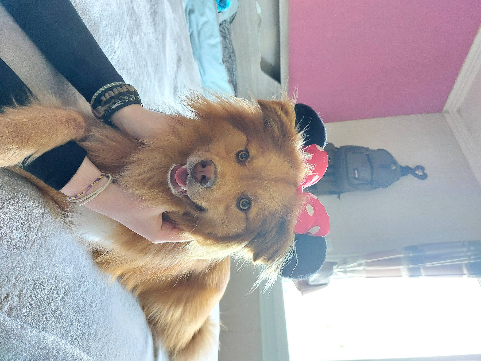 Soko a rejoint le concours — aidez-le/la à gagner de superbes lots ! bangs, canidae, carnivore, companion_dog, dog, dog_breed, fawn, felidae, fur, gesture, human_leg, paw, pomeranian, small_to_medium_sized_cats, snout, spitz, sporting_group, sunglasses, toy_dog, whiskers