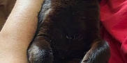 Smokey joined the competition — help win amazing prizes! animal, black_cat, cat, claws, close_up, comfort, companion, cozy, cute, feline, fur, human_arm, indoor, nap, paw, pet, relaxing, resting, sleeping, whiskers