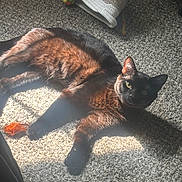 Smokey is registered to the contest to win money with this photo: animal, ball, black_cat, blanket, carpet, cat, cozy, cute, domestic, feline, fur, home, indoor, pet, playful, relaxing, resting, shadow, sunlight, toy