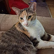 Crybaby is registered to the contest to win money with this photo: cat, calico, feline, pet, indoor, couch, furniture, carpet, sandals, animal, whiskers, fur, relaxed, green_eyes, home, domestic, resting, closeup, mammal, cute