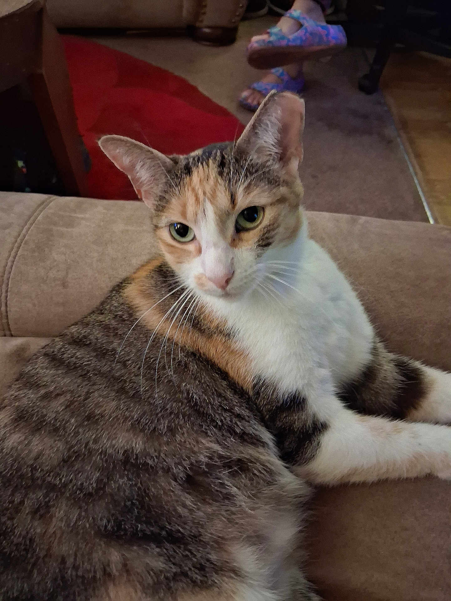 Crybaby is registered to the contest to win money with this photo: cat, calico, feline, pet, indoor, couch, furniture, carpet, sandals, animal, whiskers, fur, relaxed, green_eyes, home, domestic, resting, closeup, mammal, cute