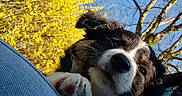 Aïka a rejoint le concours — aidez-le/la à gagner de superbes lots ! animal, blue_sky, closeup, clothing, companion, cute, denim, dog, fur, joy, nature, outdoor, paw, person, pet, puppy, spring, sunlight, tree, yellow_flowers