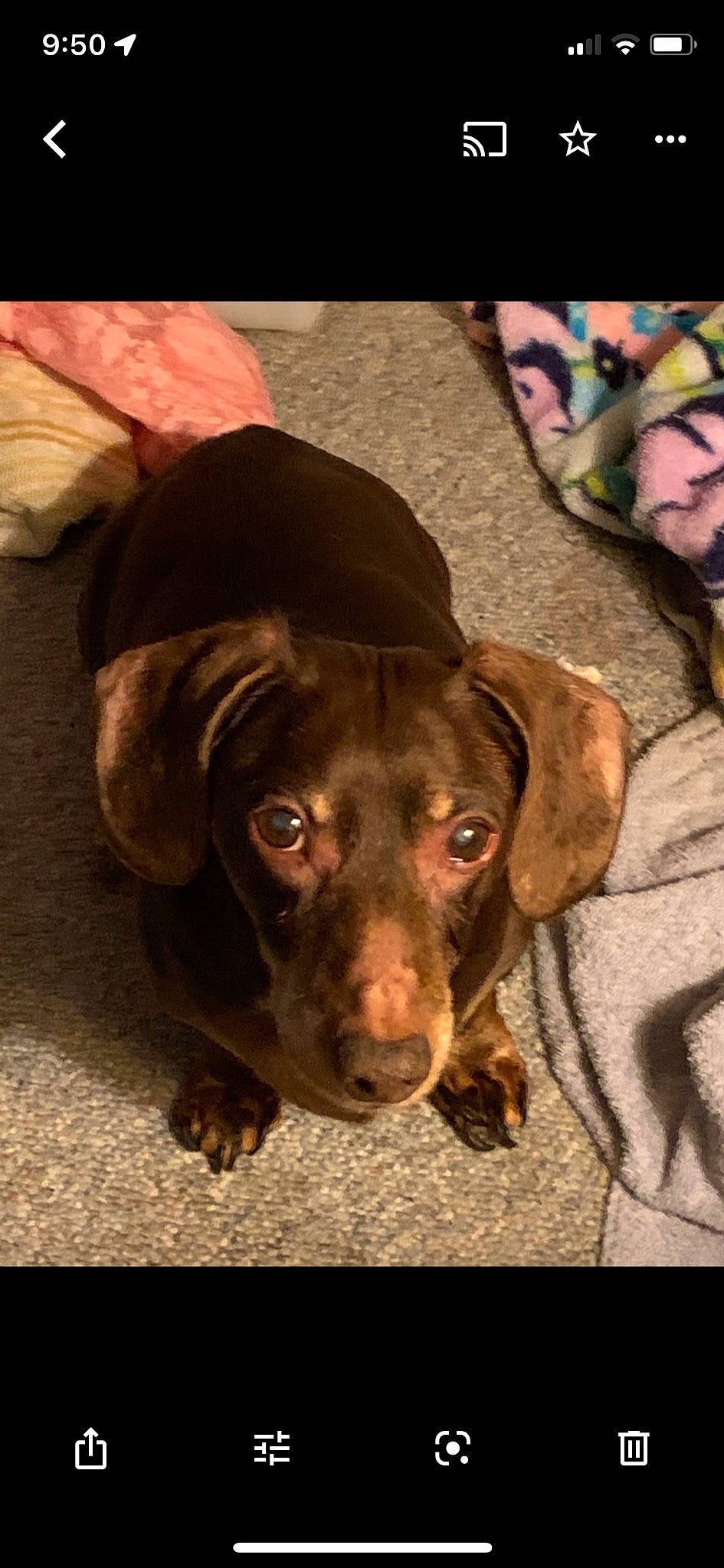 Bruno is registered to the contest to win money with this photo: carnivore, companion_dog, dog, dog_breed, ear, fur, gun_dog, hunting_dog, liver, snout, sporting_group, whiskers, working_animal