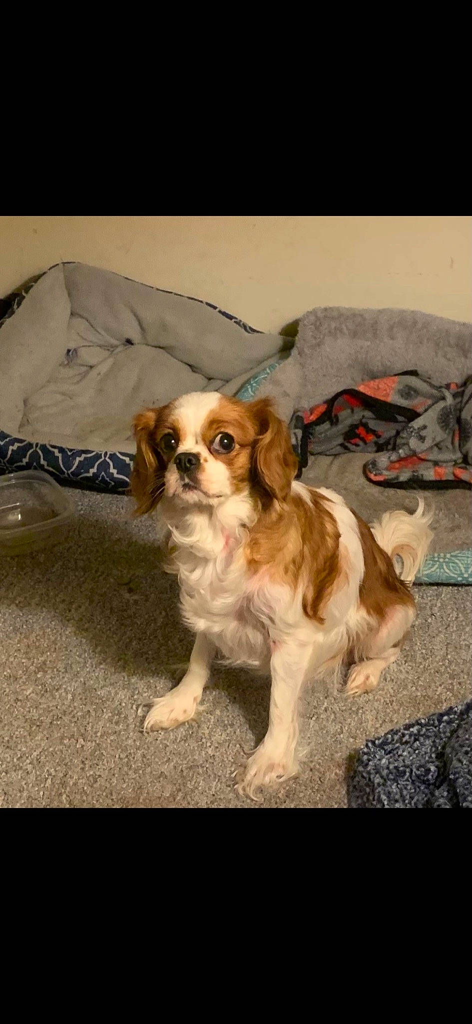 Lady Bug is registered to the contest to win money with this photo: bored, canidae, carnivore, chair, comfort, companion_dog, couch, dog, dog_breed, door, eyewear, fawn, flooring, fur, gun_dog, liver, snout, spaniel, sporting_group, toy_dog