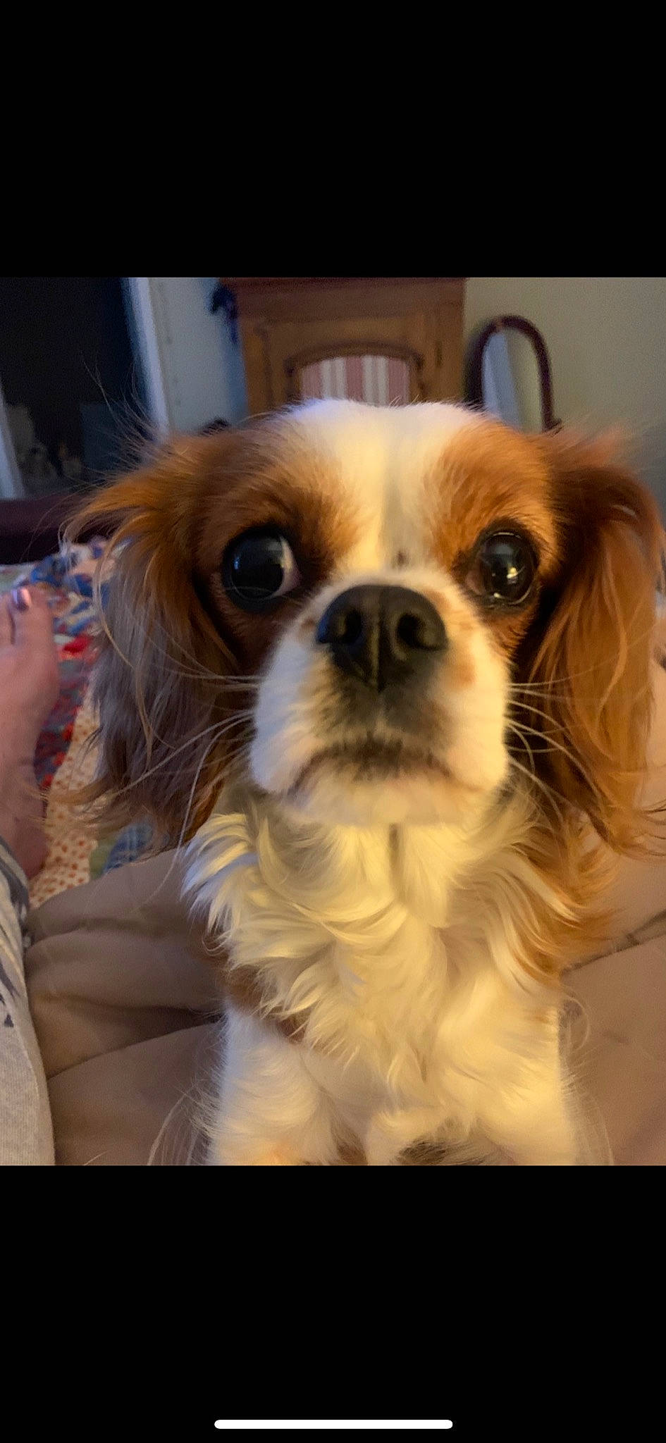 Lady Bug is registered to the contest to win money with this photo: canidae, carnivore, cavalier_king_charles_spaniel, companion_dog, dog, dog_breed, fawn, fur, king_charles_spaniel, liver, non_sporting_group, puppy, snout, spaniel, sporting_group, terrestrial_animal, toy_dog, whiskers, working_animal