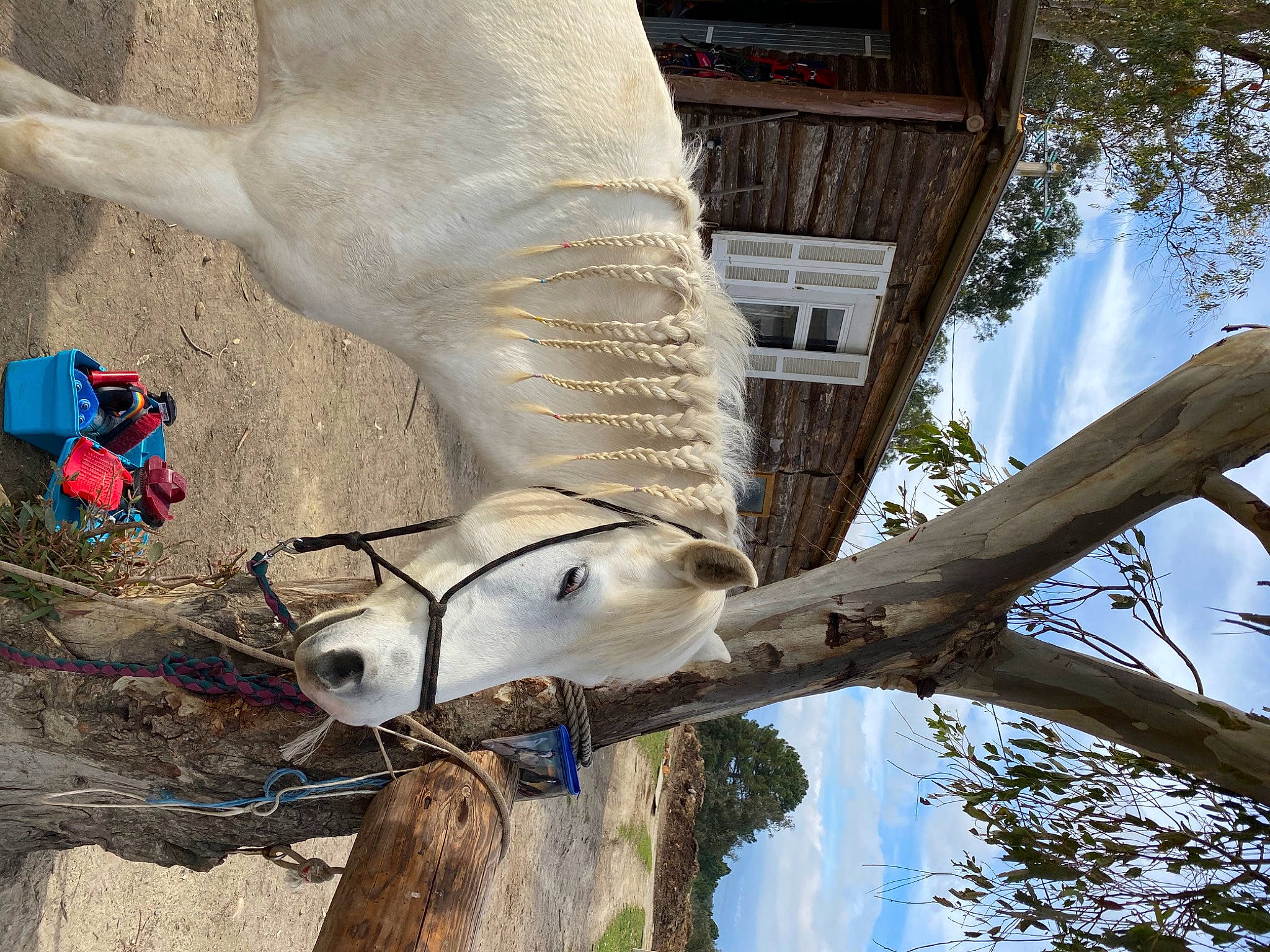 Candy a rejoint le concours — aidez-le/la à gagner de superbes lots ! branch, plant, snout, tail, tree, wildlife, zoo