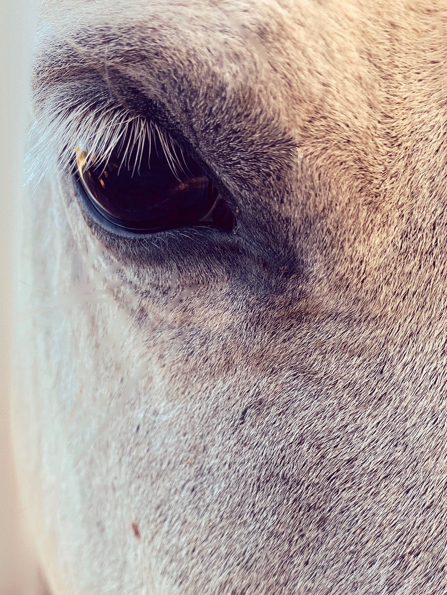 Candy participe au concours pour gagner de l'argent avec cette photo : close_up, eye, eyelash, face, fur, head, horse, human_body, livestock, mane, mustang_horse, nose, organ, photography, skin, sky, snout, stock_photography, whiskers, wildlife