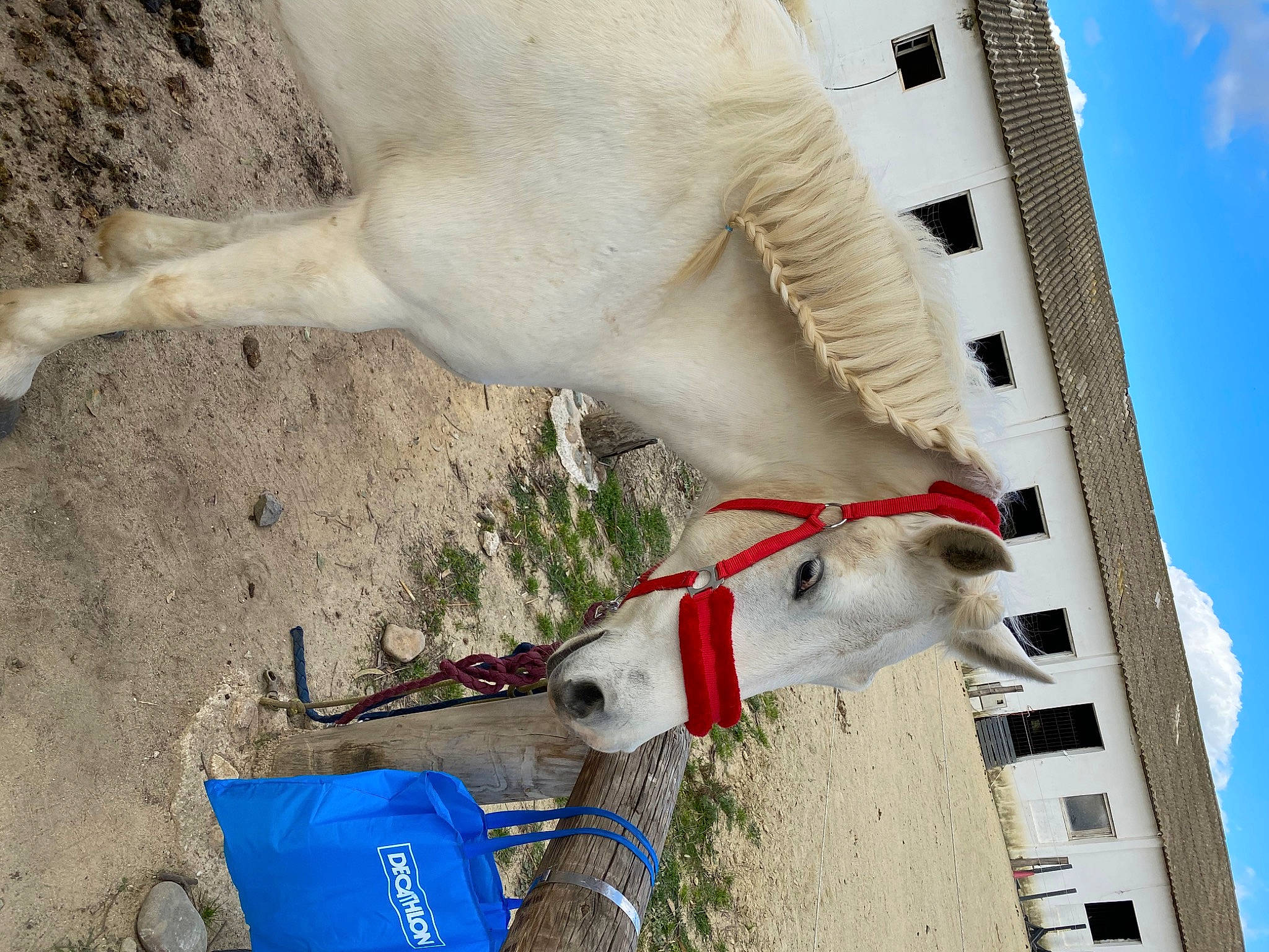 Candy a rejoint le concours — aidez-le/la à gagner de superbes lots ! bovine, horse, horse_tack, livestock, snout